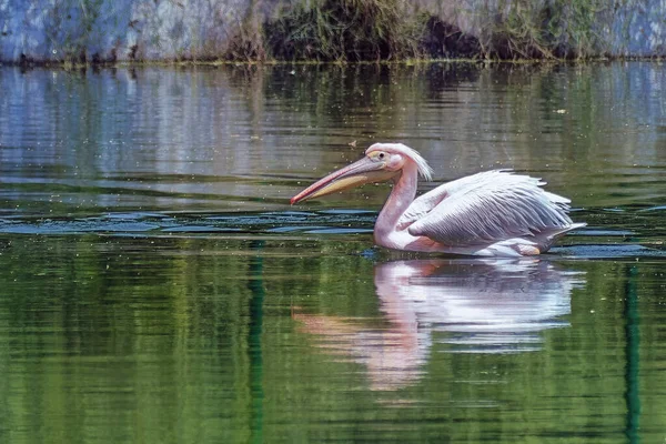 Pelican Nuotare Lago Nuova Delhi India — Foto Stock