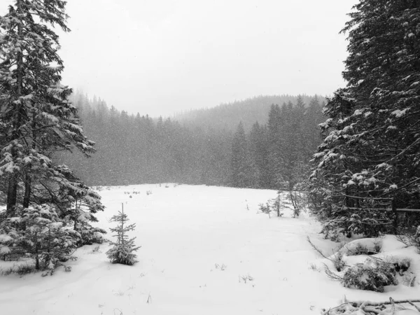 背景に森のある灰色の雪景色 — ストック写真