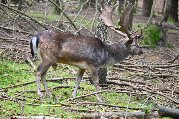Buck Deer Searching Food Forest — Stock Fotó
