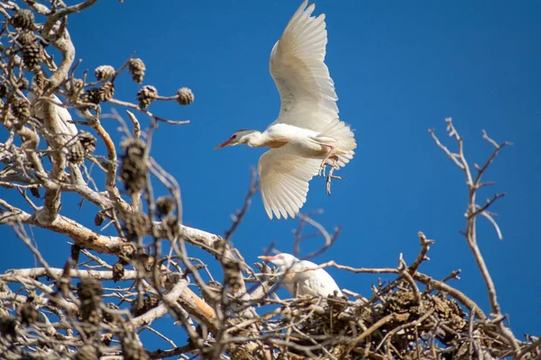 Ένα Κοπάδι Egret Που Πετά Στον Γαλάζιο Ουρανό Μια Ηλιόλουστη — Φωτογραφία Αρχείου