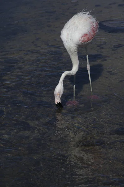 Closeup Flamingo Drinking Water Lake — Stock Photo, Image