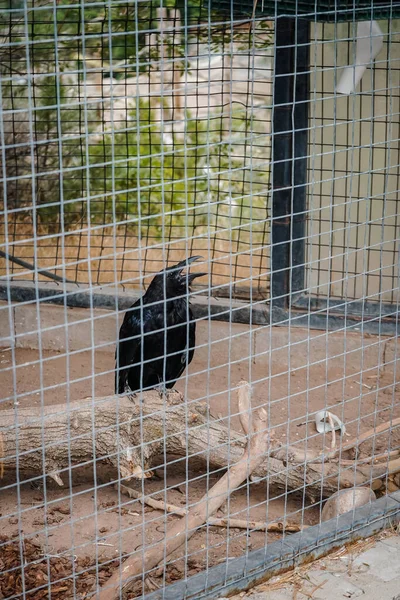 Plan Vertical Corbeau Captif Zoo — Photo