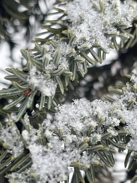 Vertical Closeup Shot Green Tree Branches Covered Frost — Fotografia de Stock