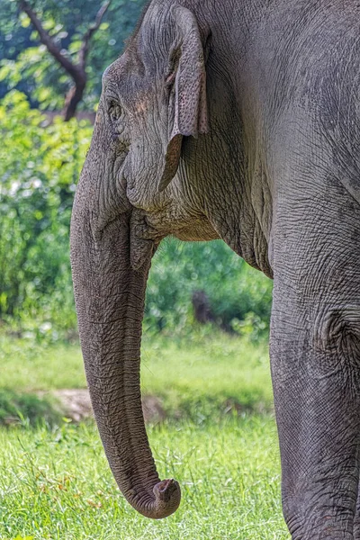 Gros Plan Éléphant Dans Parc Zoologique New Delhi Inde — Photo