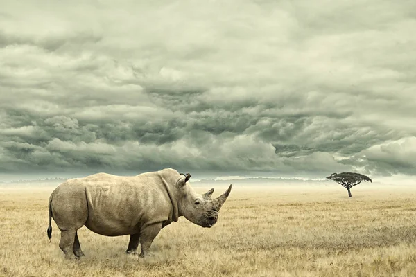Rhinoceros African Savannah Stormy Cloudy Sky Gloomy Day — Stock Photo, Image