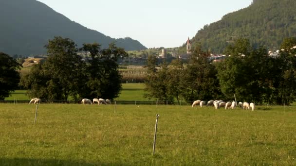 一群羊在草地上吃草 — 图库视频影像