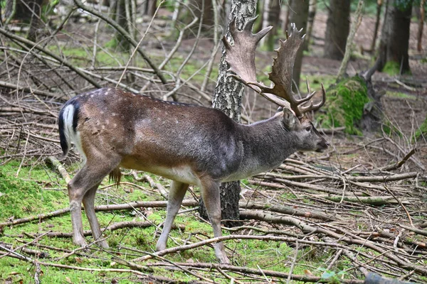 Buck Deer Searching Food Forest — Stockfoto
