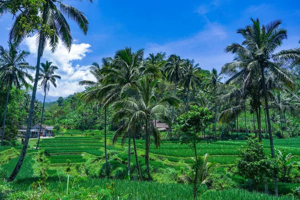 Parktaki Tropik Palmiye Ağaçlarının Doğal Bir Manzarası — Stok fotoğraf