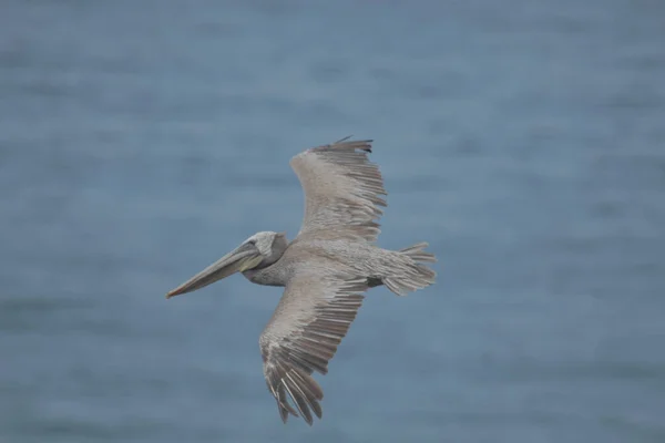 Selektive Fokusaufnahme Eines Pelikanvogels Der Über Dem Meer Fliegt — Stockfoto