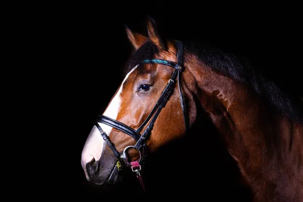 黒い背景を背景に美しい馬の頭の上にクローズアップ — ストック写真