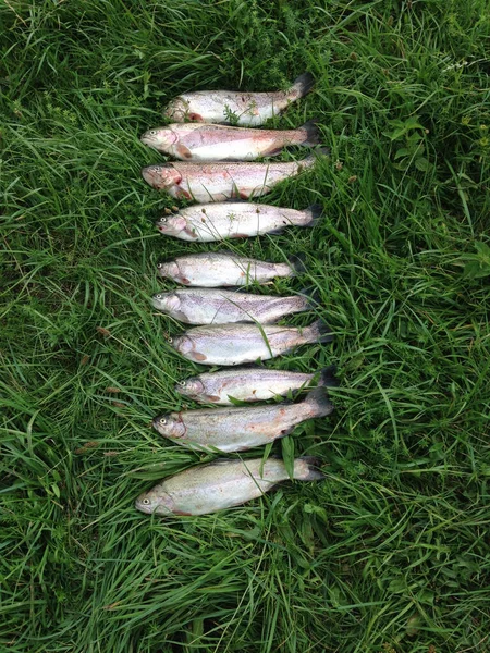 Ein Blick Von Oben Auf Fische Auf Der Grünen Wiese — Stockfoto