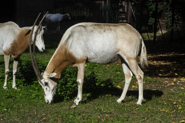 Cavalli Nel Parco — Foto Stock