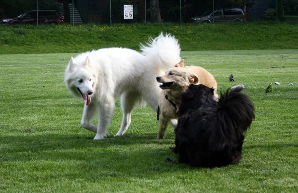 Uma Foto Close Cães Domésticos Bonitos Brincando Uns Com Outros — Fotografia de Stock