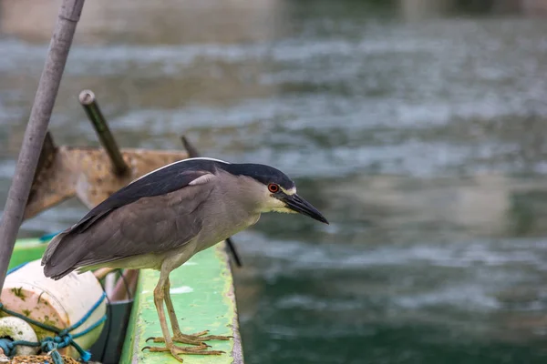 Closeup Shot Black Crowned Night Heron Standing Boat — Stock Photo, Image