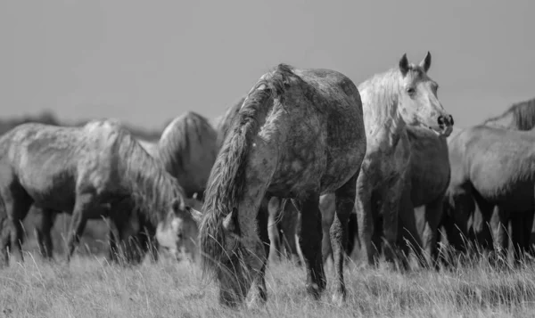 灰蒙蒙的田野里一群马的美丽镜头 — 图库照片