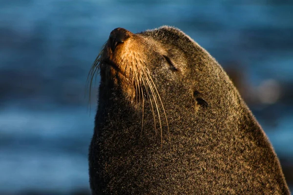 一只可爱的海狮闭着眼睛享受阳光的特写镜头 — 图库照片