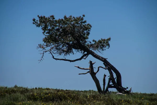 Крупный План Красивого Дерева Лугу Солнечный День Голубым Небом — стоковое фото