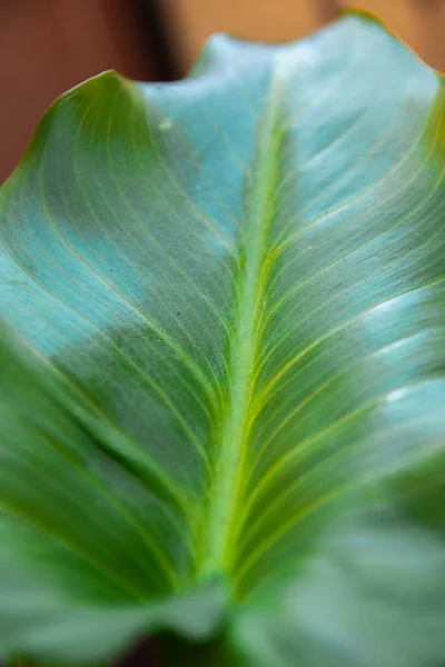 Primer Plano Una Textura Hoja Planta Ornamental Verde —  Fotos de Stock