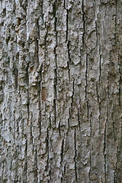 Een Verticaal Shot Van Een Eiken Boom Stam Textuur — Stockfoto