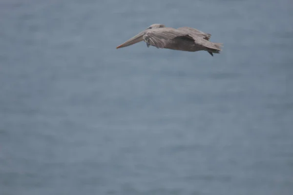 Enfoque Selectivo Pájaro Pelícano Volando Sobre Mar — Foto de Stock