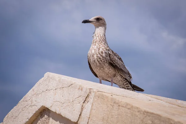 Grey Seagull Sitting Concrete Monument France — Stock Photo, Image