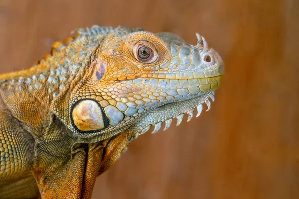 Ritratto Iguana Verde Comune Isolata Sfondo Marrone — Foto Stock