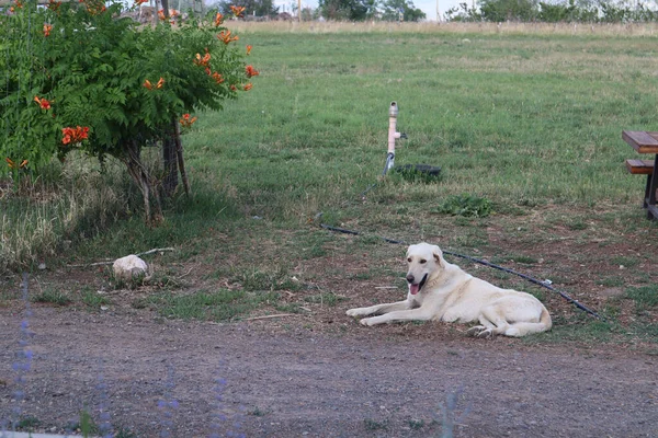 Белая Собака Сидит Рядом Растениями Травянистым Полем — стоковое фото