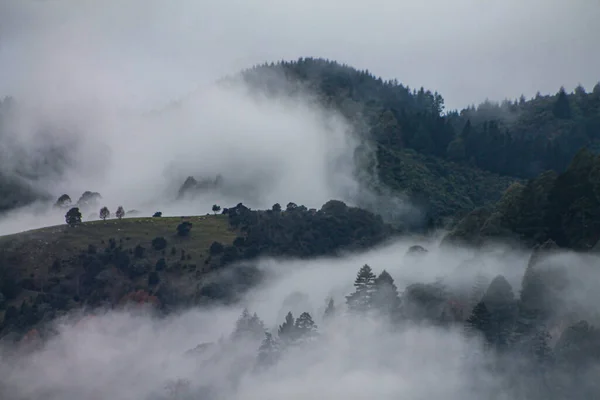 Hermoso Paisaje Niebla Montañas Forestales Día Sombrío — Foto de Stock