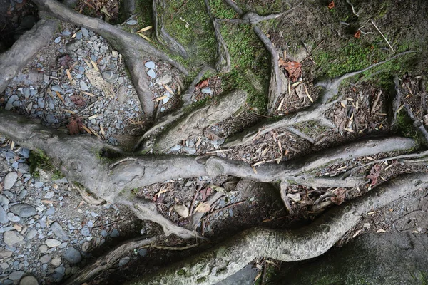 Une Vue Aérienne Des Racines Des Arbres Rampant Sur Sol — Photo