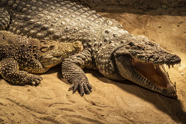 Crocodile Nile Dans Zoo — Photo