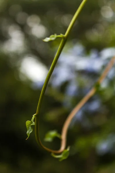 Een Selectieve Focus Shot Van Een Twijgje Met Kleine Groene — Stockfoto