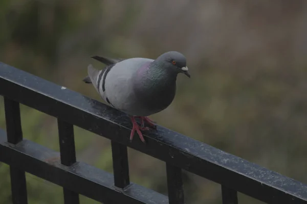 Selective Focus Shot Perched Pigeon — Stock Photo, Image