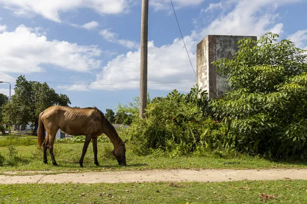Egy Barna Legelészik Havannában Kubában — Stock Fotó