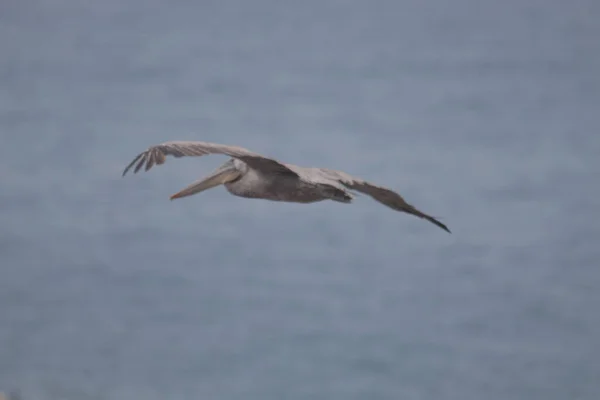 Enfoque Selectivo Pájaro Pelícano Volando Sobre Mar — Foto de Stock