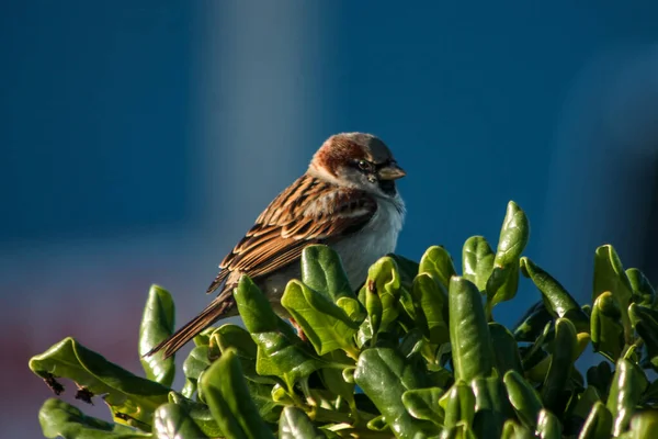 Closeup Shot Cute Sparrow Perched Green Plant — Stock Photo, Image
