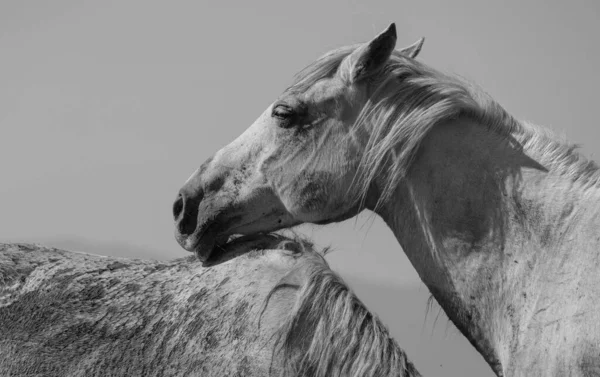 Крупним Планом Знімок Коня Полі Протягом Дня Сірому Кольорі — стокове фото