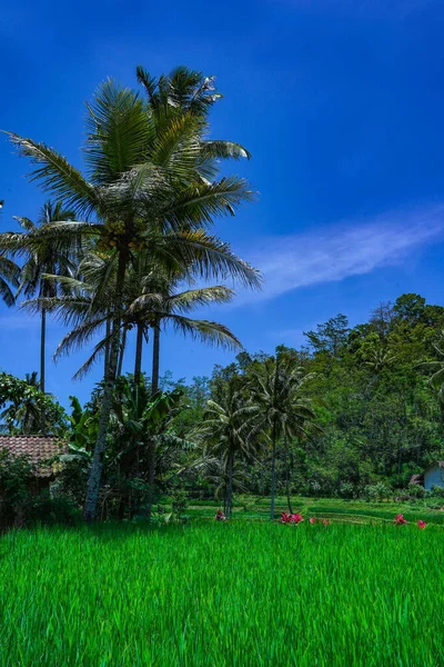 Parkta Tropik Palmiye Ağaçlarının Dikey Görüntüsü — Stok fotoğraf