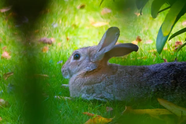 Крупним Планом Сірий Кролик Лежить Зеленій Траві — стокове фото