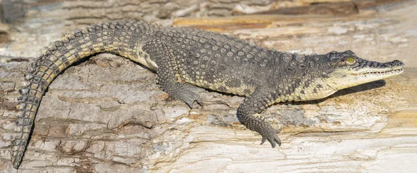 Egy Nílusi Krokodil Crocodylus Niloticus Közelsége Sziklán — Stock Fotó