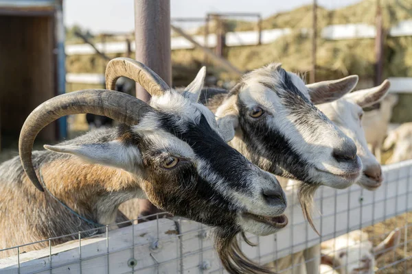 Närbild Tamgetter Gården — Stockfoto