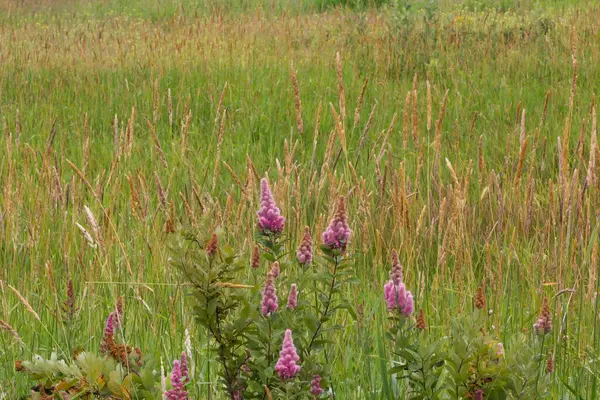在阳光下田野里一束紫色尖尖的花和草的近照 — 图库照片