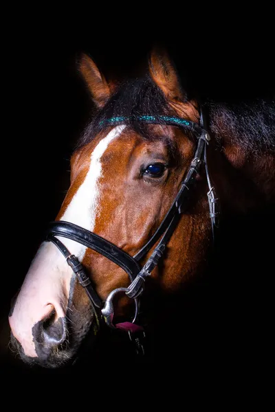 黒い背景をした馬の頭 — ストック写真