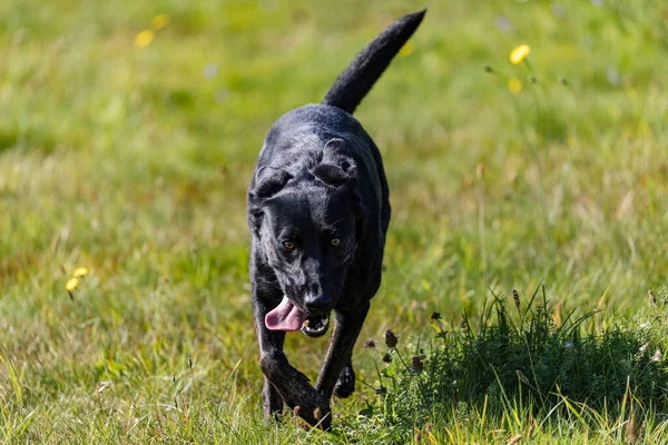 Czarny Owczarek Labrador Biegający Trawie Słoneczny Dzień — Zdjęcie stockowe