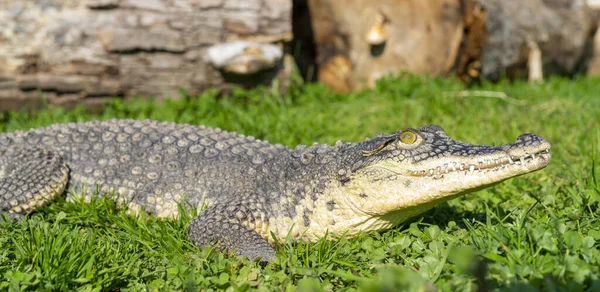 Egy Nílusi Krokodil Crocodylus Niloticus Közelsége Fűben — Stock Fotó