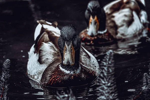Suda Yüzen Iki Ördeğin Güzel Bir Görüntüsü — Stok fotoğraf