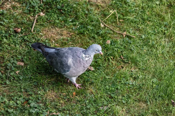 Close Gray Thick Pigeon Forest Floor — Stock Photo, Image