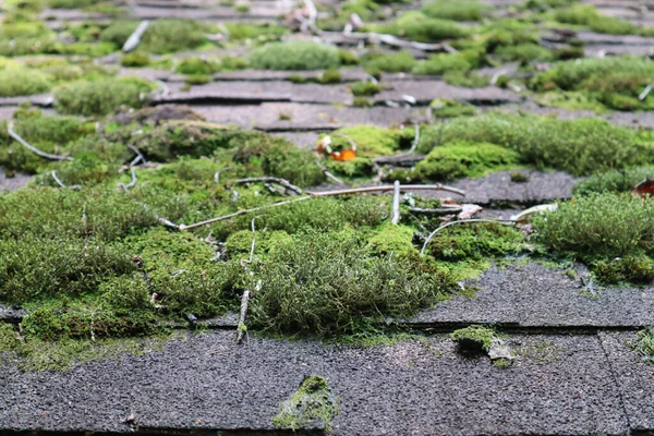 Detailní Záběr Mechu Rostoucího Starých Střešních Taškách — Stock fotografie