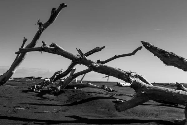 Ένα Μονόχρωμο Πλάνο Από Ξηρό Driftwood Στην Άμμο Οριζόντια Φόντο — Φωτογραφία Αρχείου