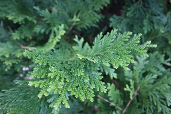 Closeup Shot Juniper Tree Branch Texture — Stock Photo, Image