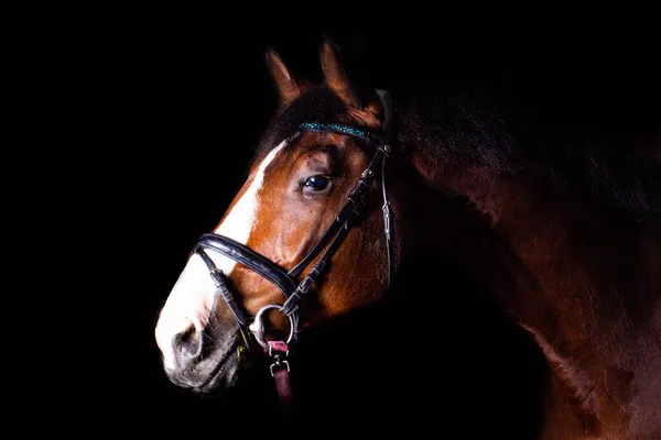 Uma Cabeça Cavalo Contra Fundo Preto — Fotografia de Stock